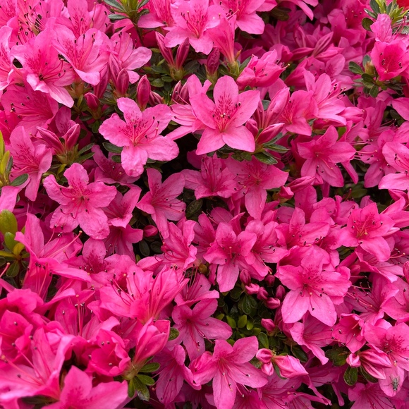 Meet your Posher, Camille - Picture 1 of 1